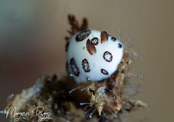 Mourning Dorid (Jorunna funebris) Nudibranch by Morgan Riggs