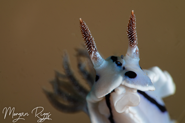 Chromodoris willani Nudibranch by Morgan Riggs