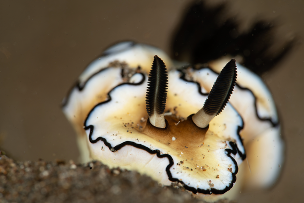 Black-margined Doriprismatica atromarginata Nudibranch by Morgan Riggs