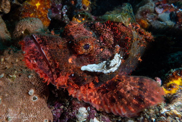Nudibranch on Scorpionfish by Morgan Riggs