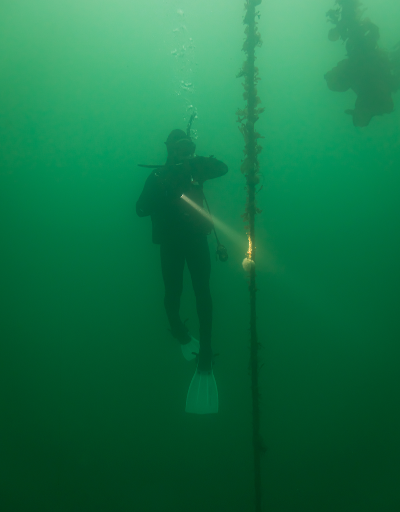 Diver checking his computer during a safety stop. Photo by Hannah Tilley