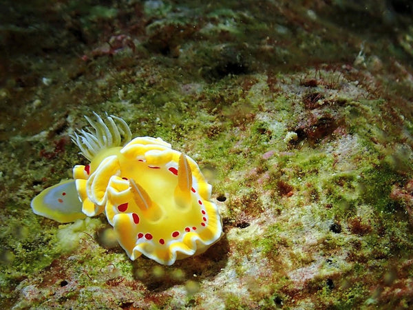 Bloody Glossodoris (Ardeadoris cruenta)⁠ 📸 @yoshida_ikumi⁠