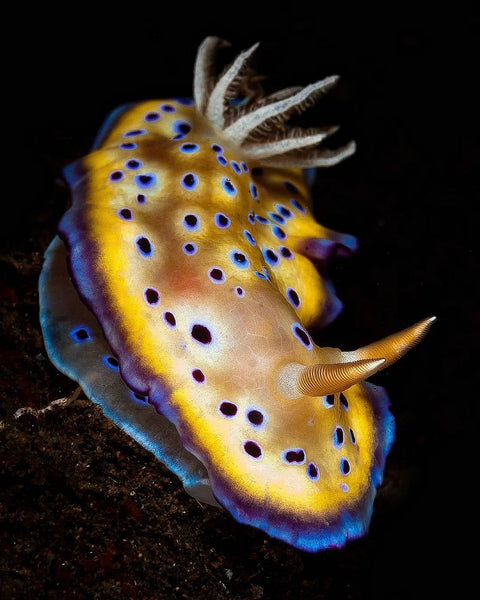 Kuni's Nudibranch (Goniobranchus kuniei)⁠ 📸 @oscarmontferrer⁠ 📍 Komodo National Park⁠