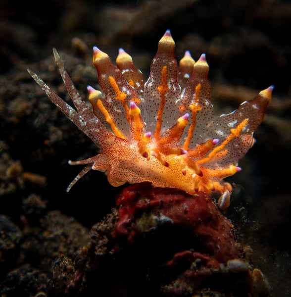 Eubranchus ocellatus⁠ 📸 @sera.brownn⁠ 📍 Tulamben Bali⁠