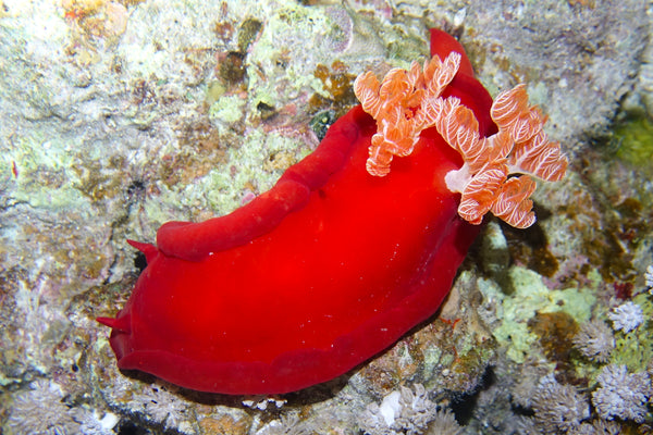 Spanish Dancer Nudibranch