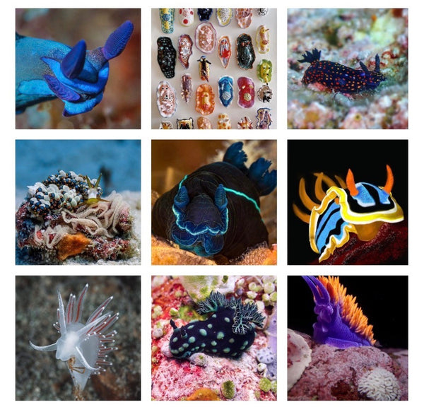 Top 2022 Nudibranch Photos