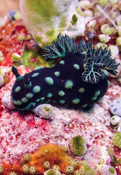 Nembrotha cristata 📸 ccunderwater