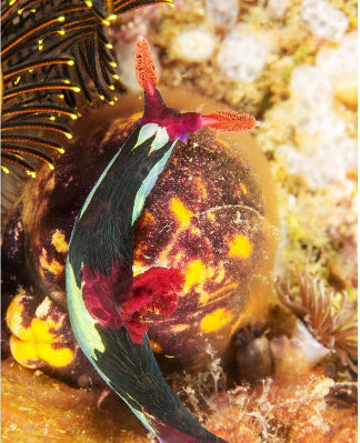 Nembrotha nudibranch