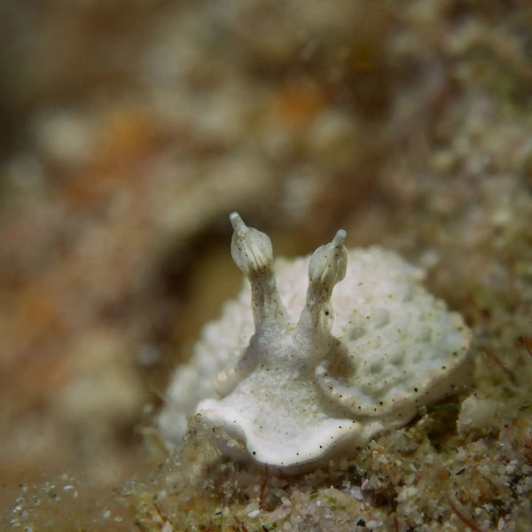 Nudibranch from Egypt