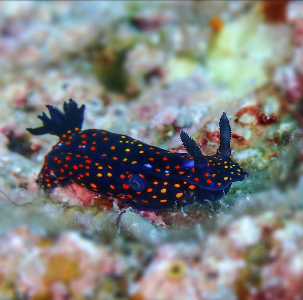 Nudibranch from Mexico
