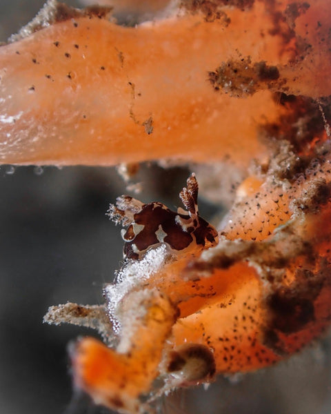 Nudibranch from Philippines