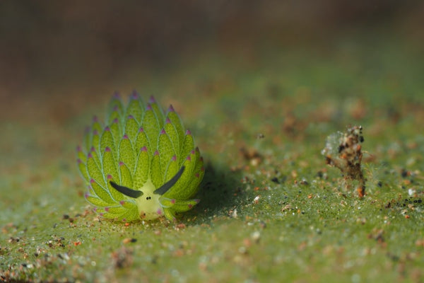 Costasiella Kuroshimae Photograph