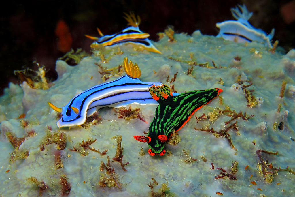 Nudibranchs of the Indo-Pacific