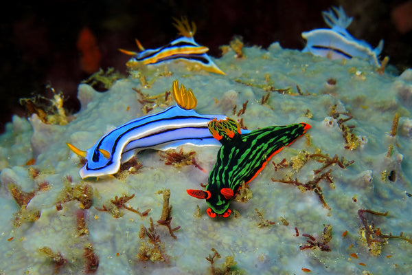 Group of Chromodoris nudibranchs