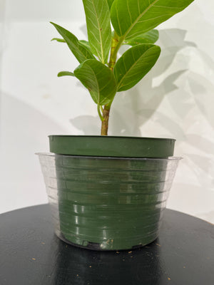 Vinyl saucer |  Regular Saucer & Deep Saucer - Forget Me Not- Plants&Decor