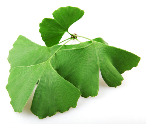 Ginkgo biloba