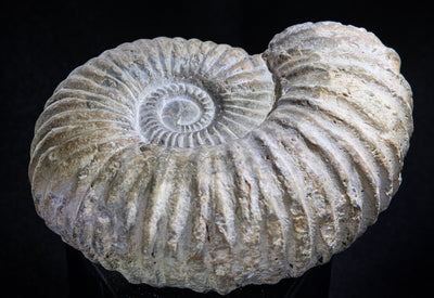 420 Ammonite Fossil  lb  x 5 in – RagnarsRocks