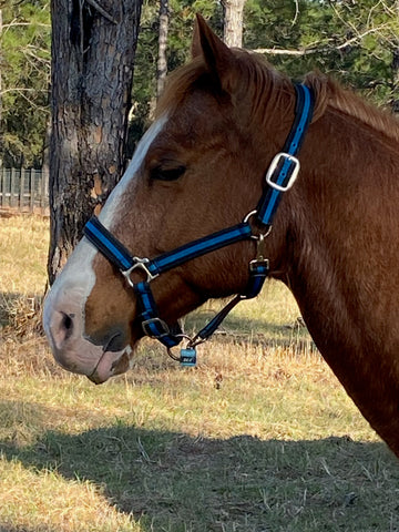 Photo of brown horse with white stripe and blue halter
