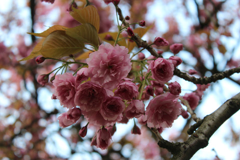 Blüten am Baum