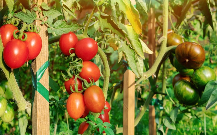 Tomates plantées dans un lit surélevé