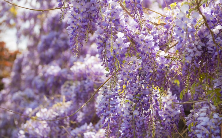 Glycine à fleurs violettes