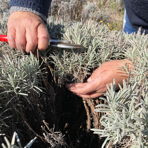 Potatura lavanda: come e quando farla