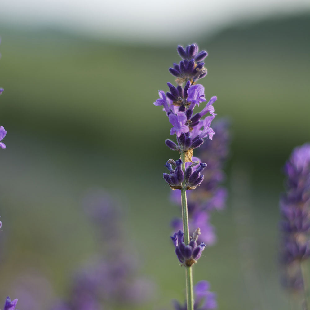 Lavanda 