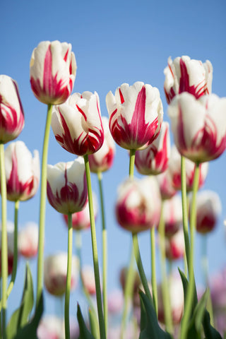 Tulipanes y flores son una fuente de inspiración