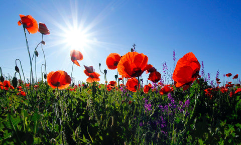 El simple hecho de ver flores puede reducir el estrés y la ansiedad, y mejorar el humor y la disposición general