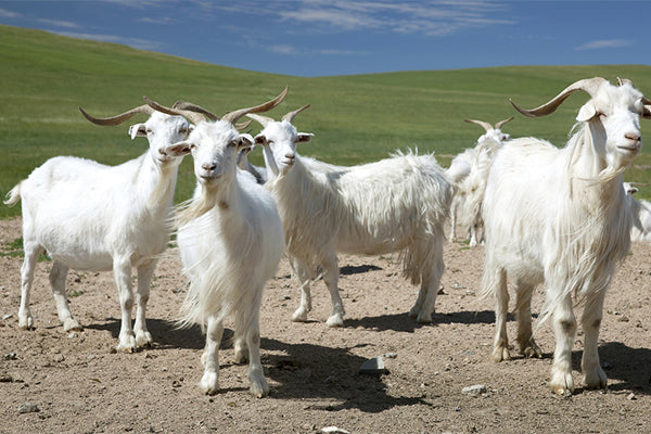 a herd of happy free roaming white Inner Mongolian goats from Consinee