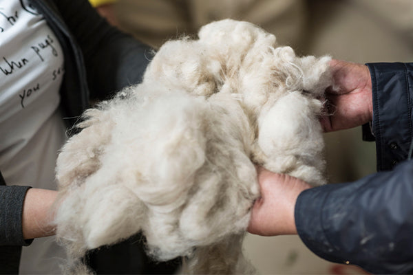 close up on two people’s hands holding inner mongolian goat wool