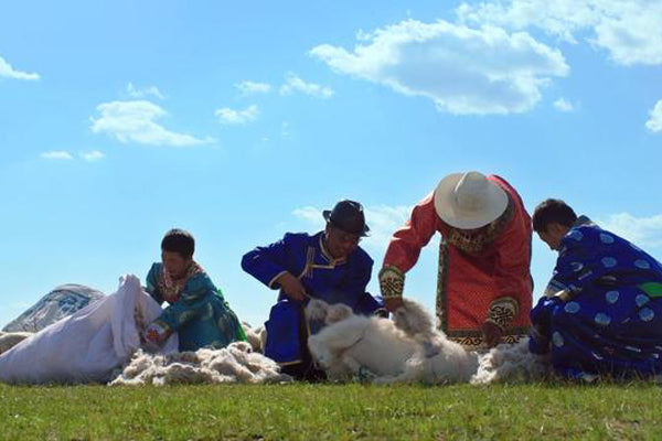 Consinee team shearing inner mongolian goats in open fields