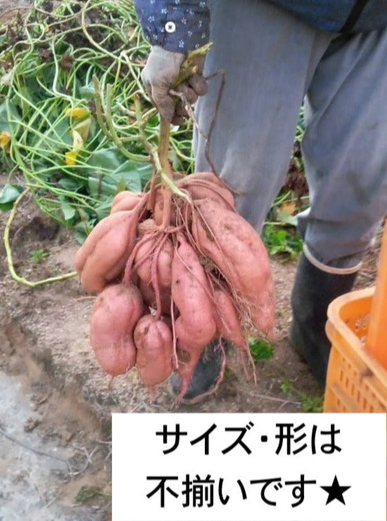 【ご家庭用】大崎上島の紅はるか＆安納芋セット