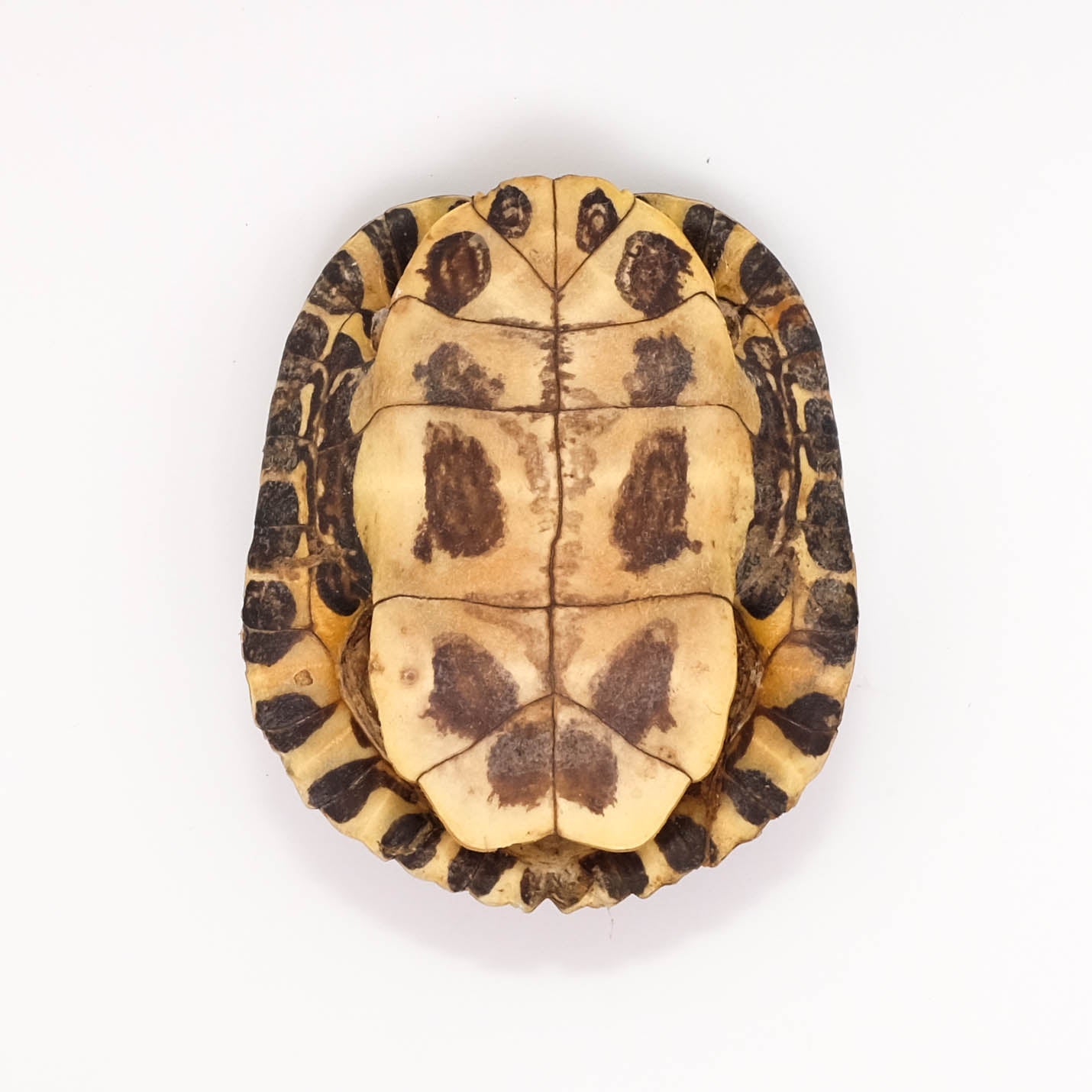 Jaarlijks het internet bus Schildpad schild – STEEN EN BEEN