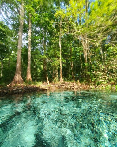 Clear pool underneath cypress trees