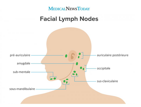 Comprendre la présence de ganglions derrière l'oreille : rôle, gonflem