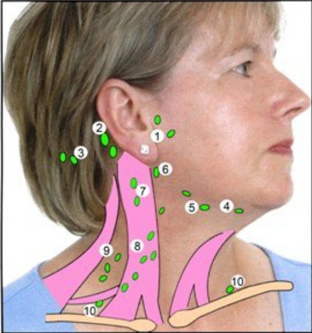 Comprendre la présence de ganglions derrière l'oreille : rôle, gonflem