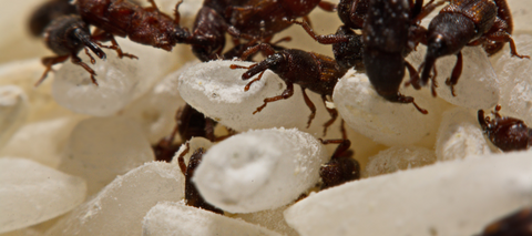 Weevils in Rice