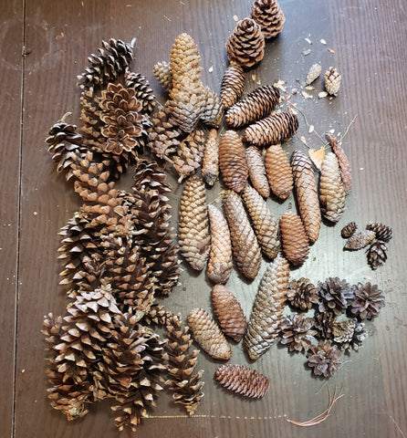 pinecones on a table