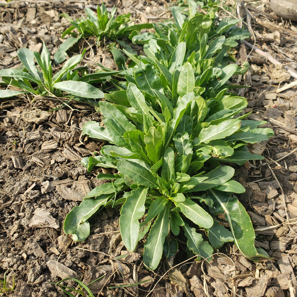 How To Make Dye Out Of Woad: Extracting Dye From Woad Plants