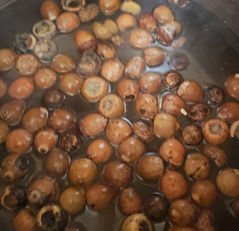 acorns in the pot