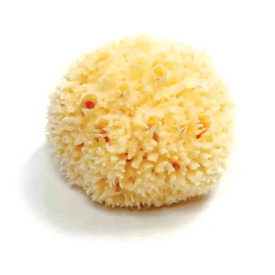 Large Natural Bath Sea Sponge
