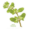 marjoram