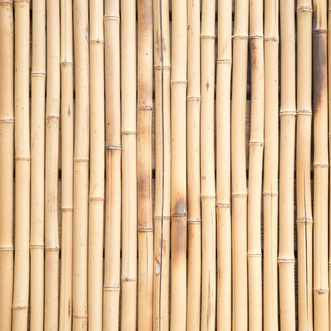 bamboo fence