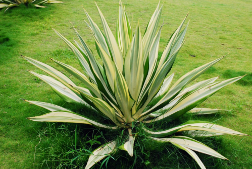 Araneae Arums