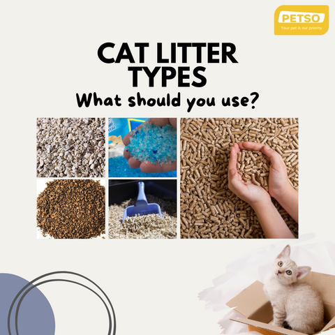 Cat Litter Types