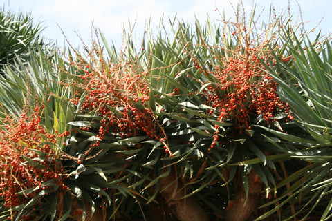 Dracaena trifasciata