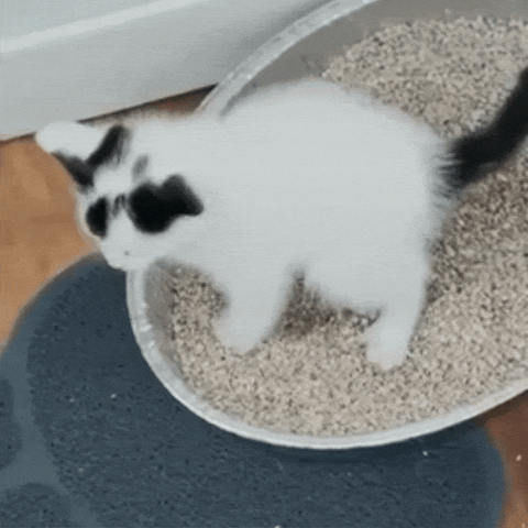 Cat inside litter tray