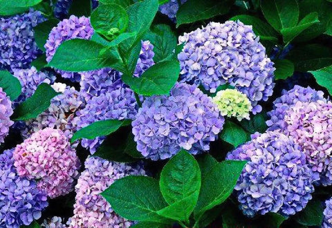 Hydrangea