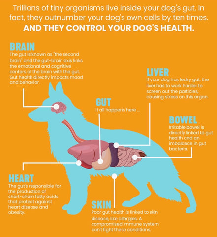 Importance of Pet Gut Health